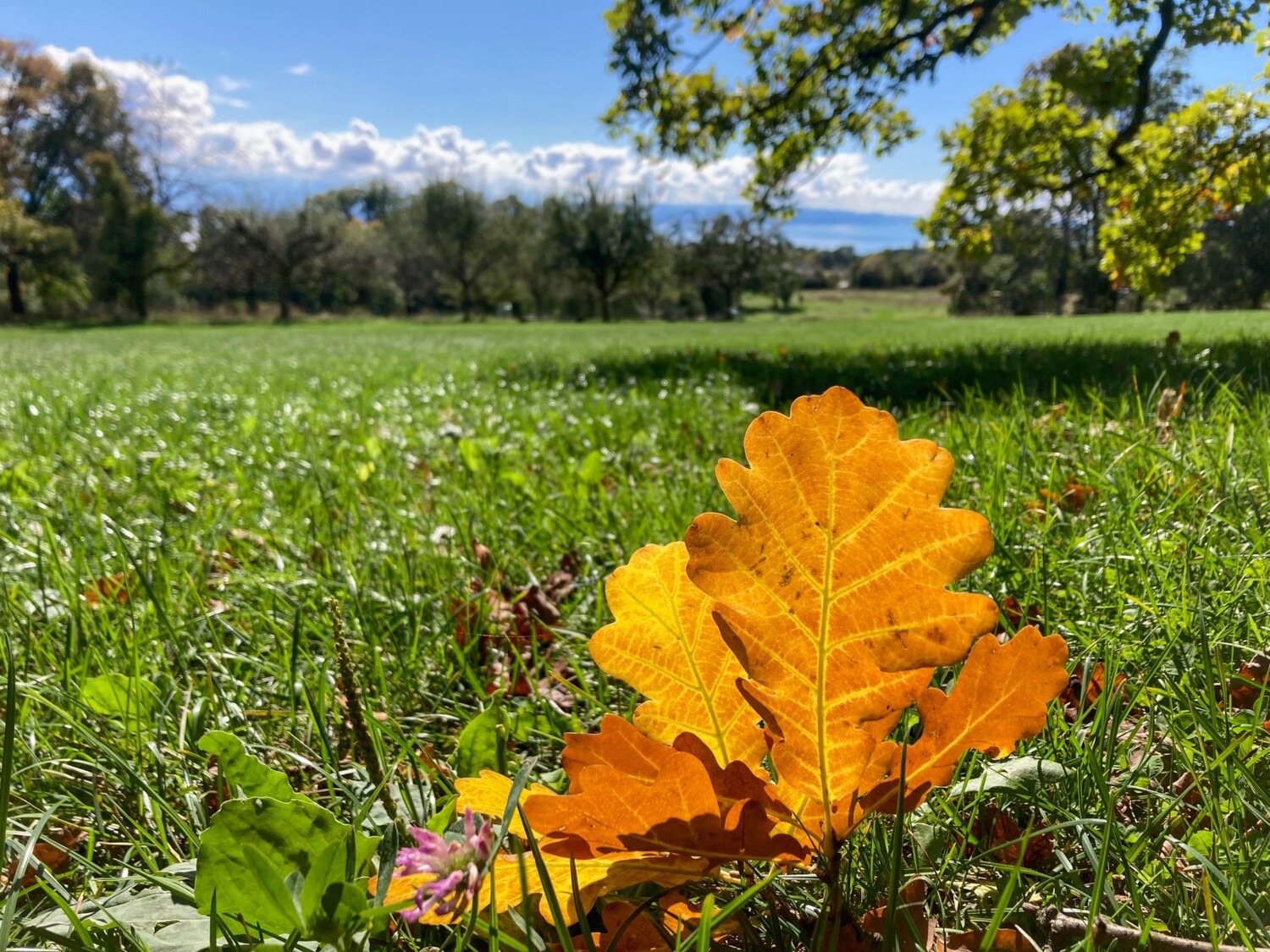 Des feuilles de chêne dans la vaste clairière de Pierre-à-Bot au-dessus de Neuchâtel