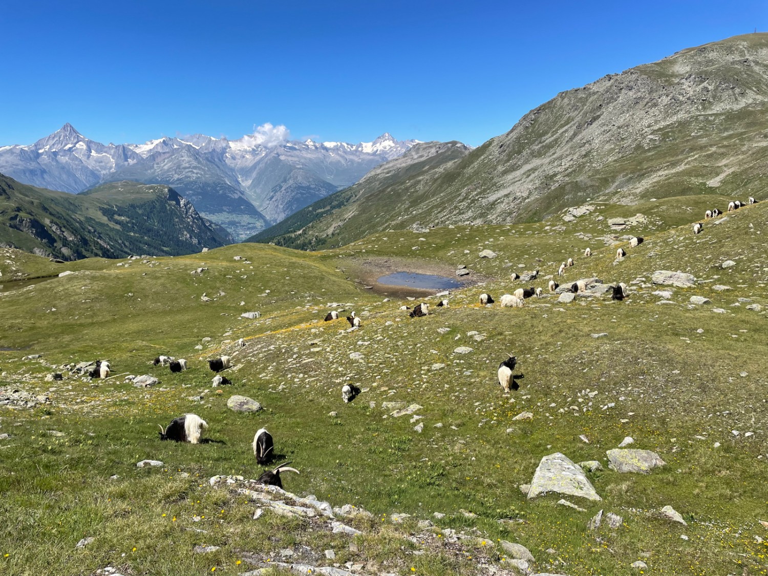 Geissen auf dem Obers Fulmoos. Bild: Rémy Kappeler