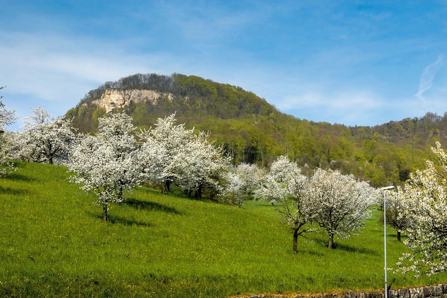 La regione di Basilea Campagna è particolarmente attraente in primavera, nel periodo di fioritura dei ciliegi. Sullo sfondo si staglia l’impressionante Sissacherflue. Foto: Paul Menz