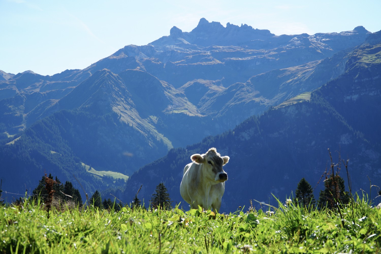 Kuh vor Charenstock: Auf der Wanderung begegnet man immer wieder Alp-Betrieben.