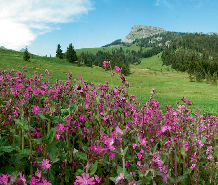 Farbenpracht der Roten Waldnelke im Hochmoor bei Salwidili.