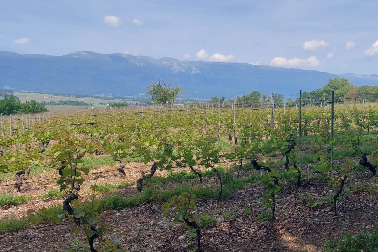 Le chemin traverse les vignes de Cartigny et d’Avully. Photo: Tatjana Häuselmann