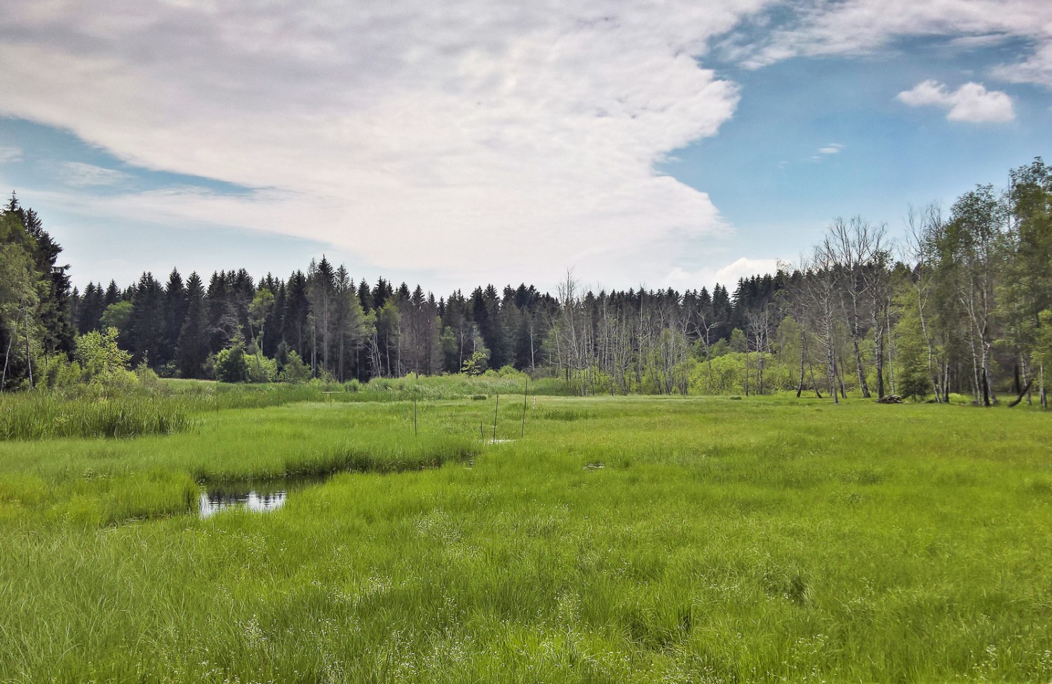 In der Moorlandschaft Les Mosses bei La Rogivue. Bilder: Andreas Staeger