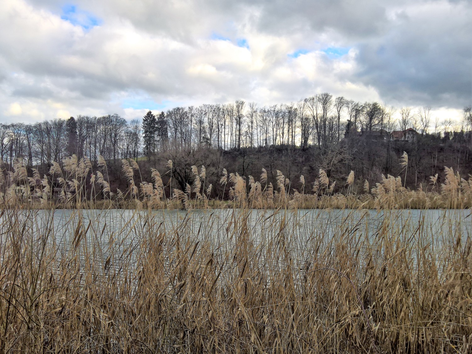 Die Aare eingebettet in winterlichen Pflanzen. Bild: Andreas Staeger