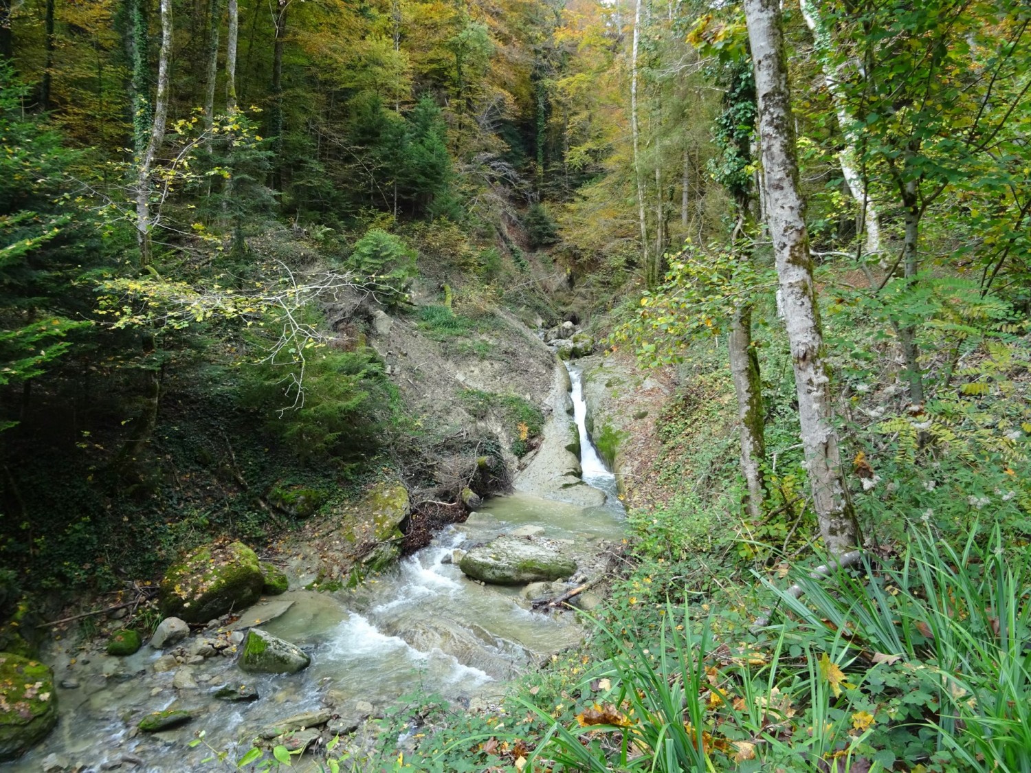 La Paudèze dans le Bois de la Chenaula