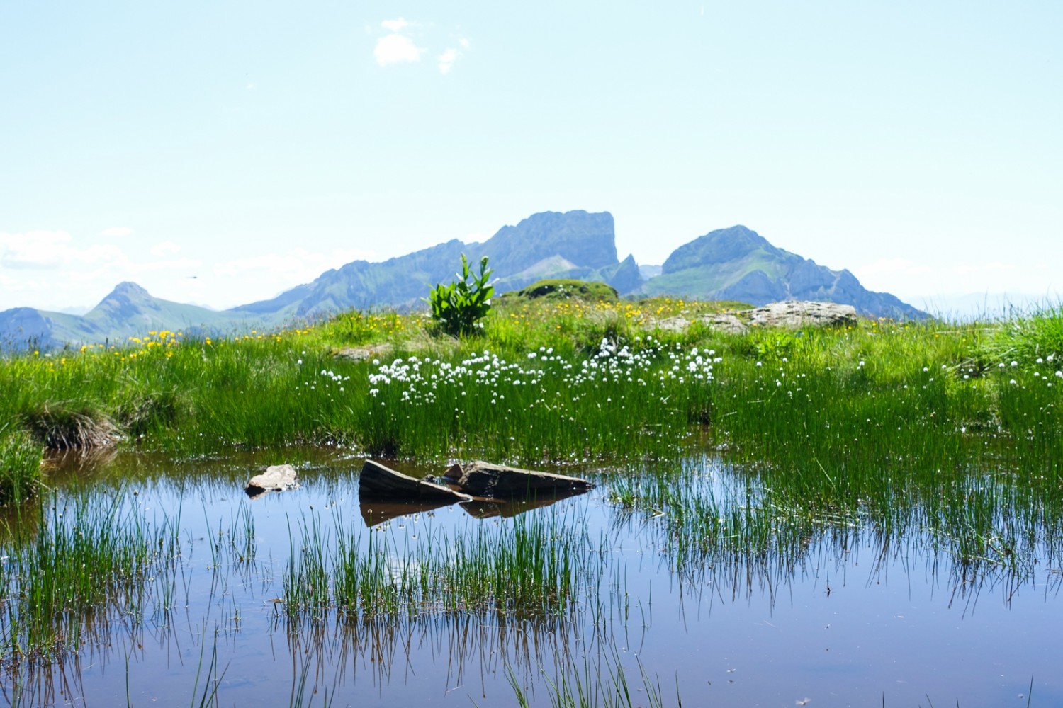 Moorgebiet mit Wollgras auf den Schlachtböden. Bild: Christiana Sutter