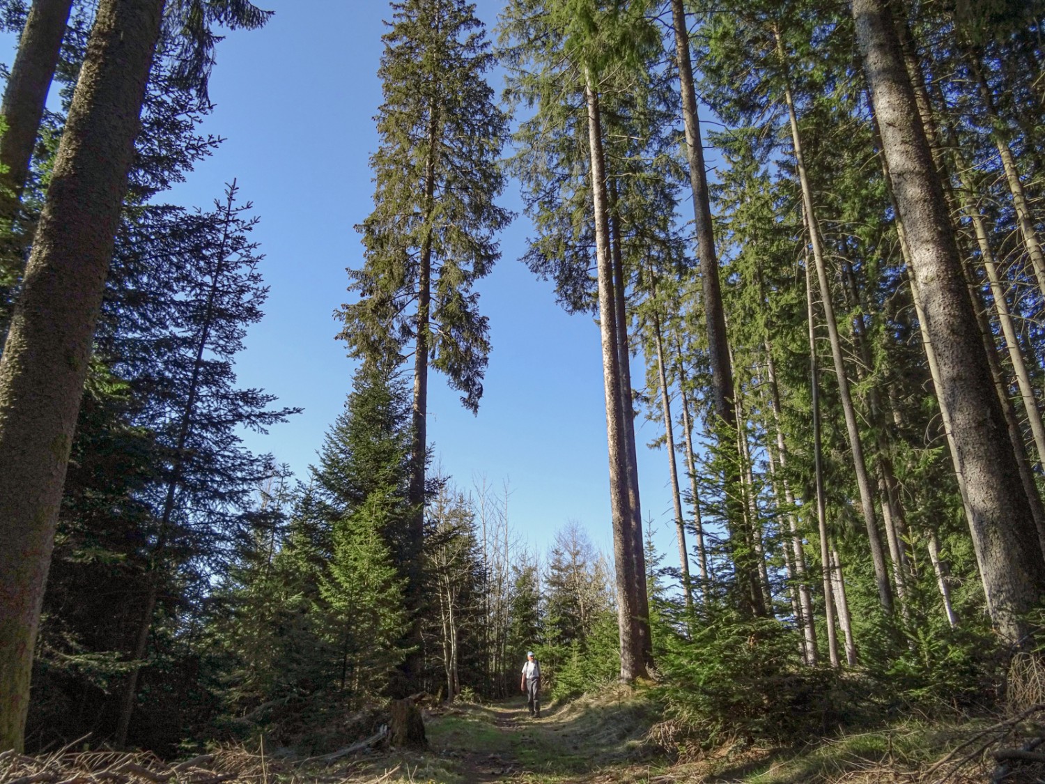 Riesige Fichten flankieren den Wanderweg auf der Schafegg. Bild: Sabine Joss