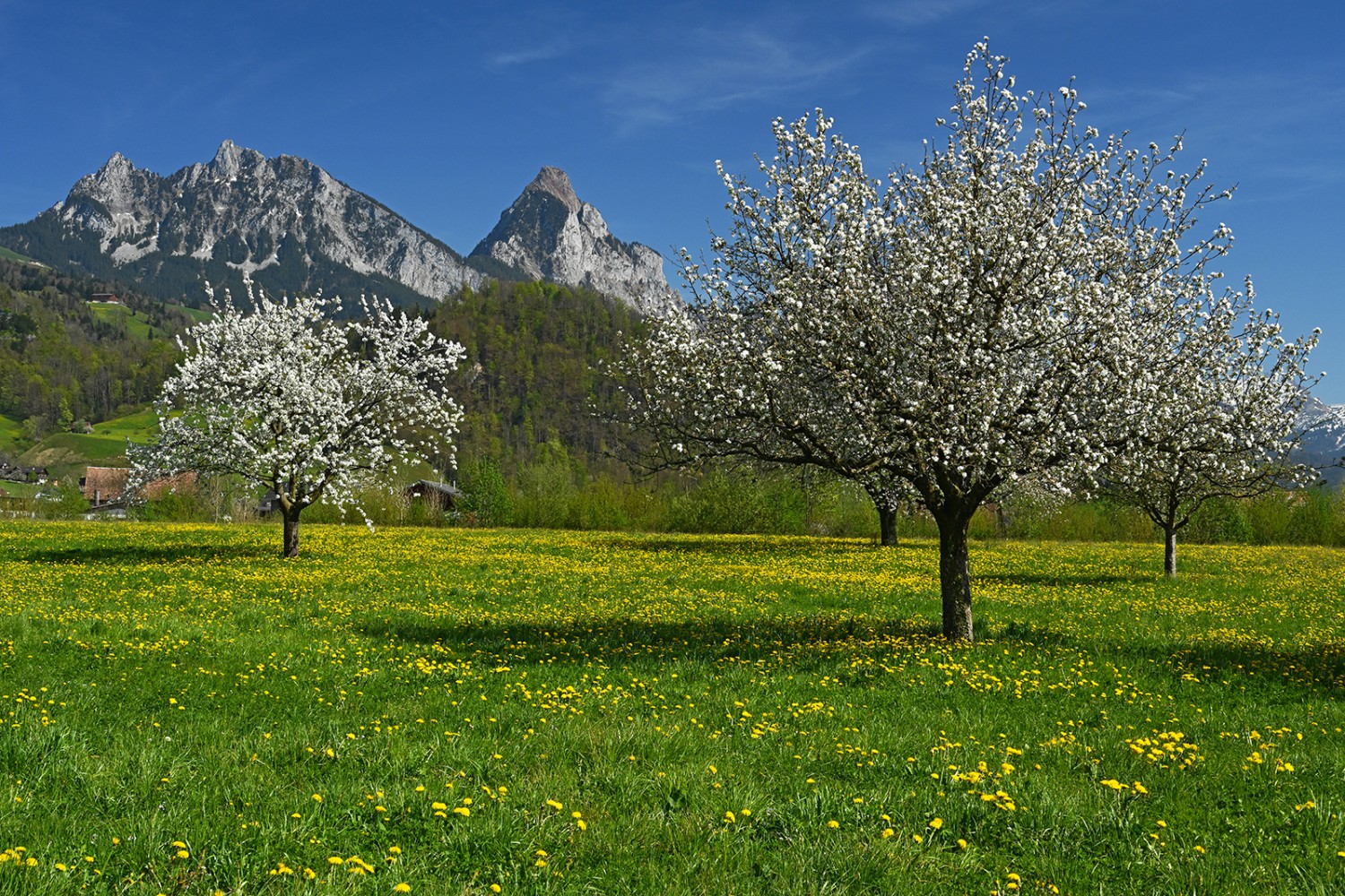 Tausende von Kirschblüten am Fuss der Mythen. Bilder: natur-welten.ch