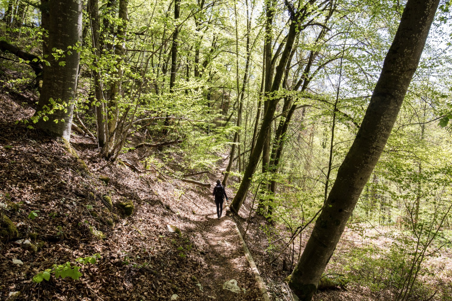 Auf verschlungenen Wegen Richtung Büren SO. Bild: Daniel Fleuti