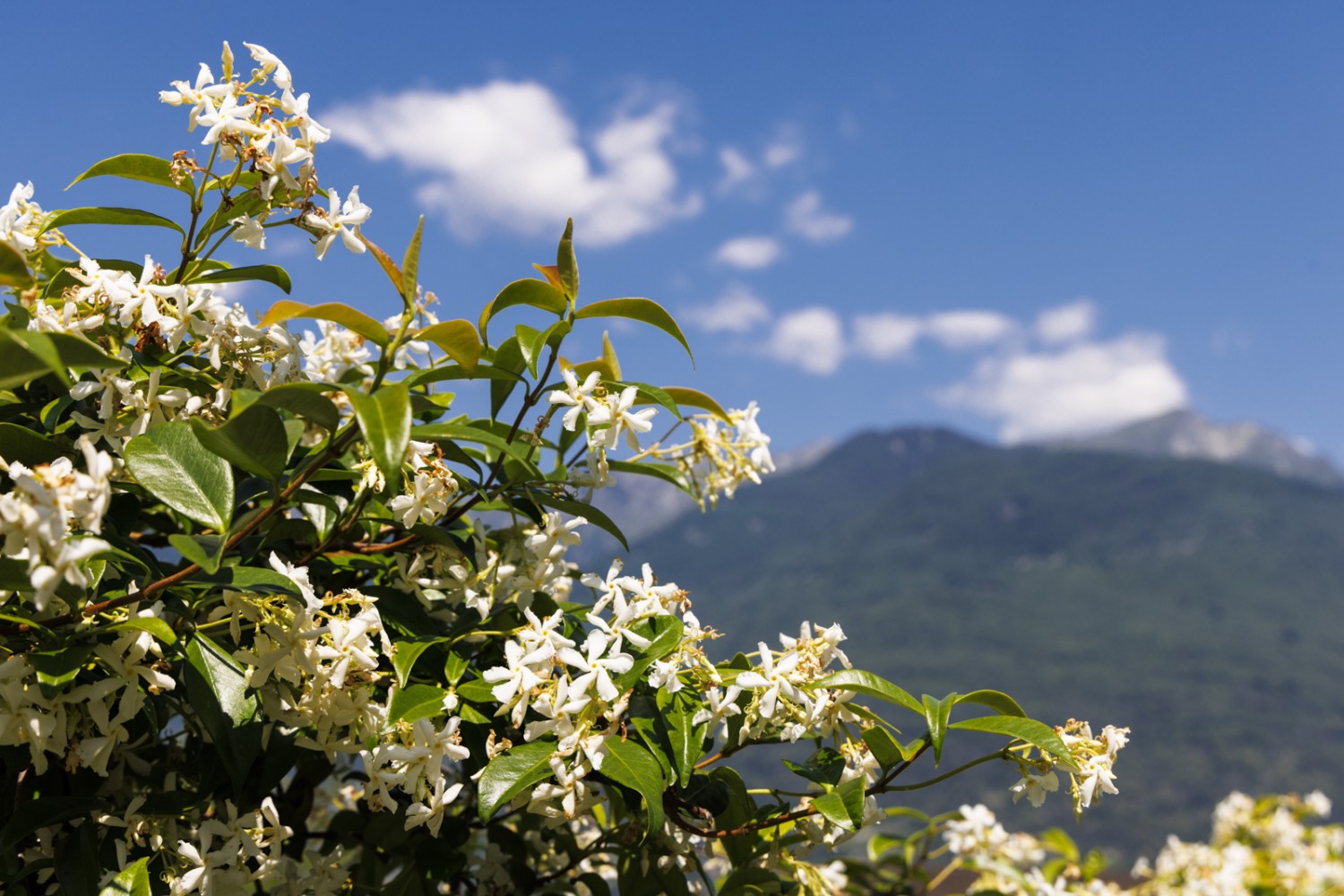 Le splendide fioriture del Ticino in primavera. Foto: Severin Nowacki