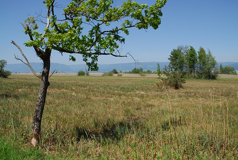 Des zones de rives étendues et régulièrement inondées sont caracté-
ristiques de la Grande Cariçaie.    Photo: Fredy Joss