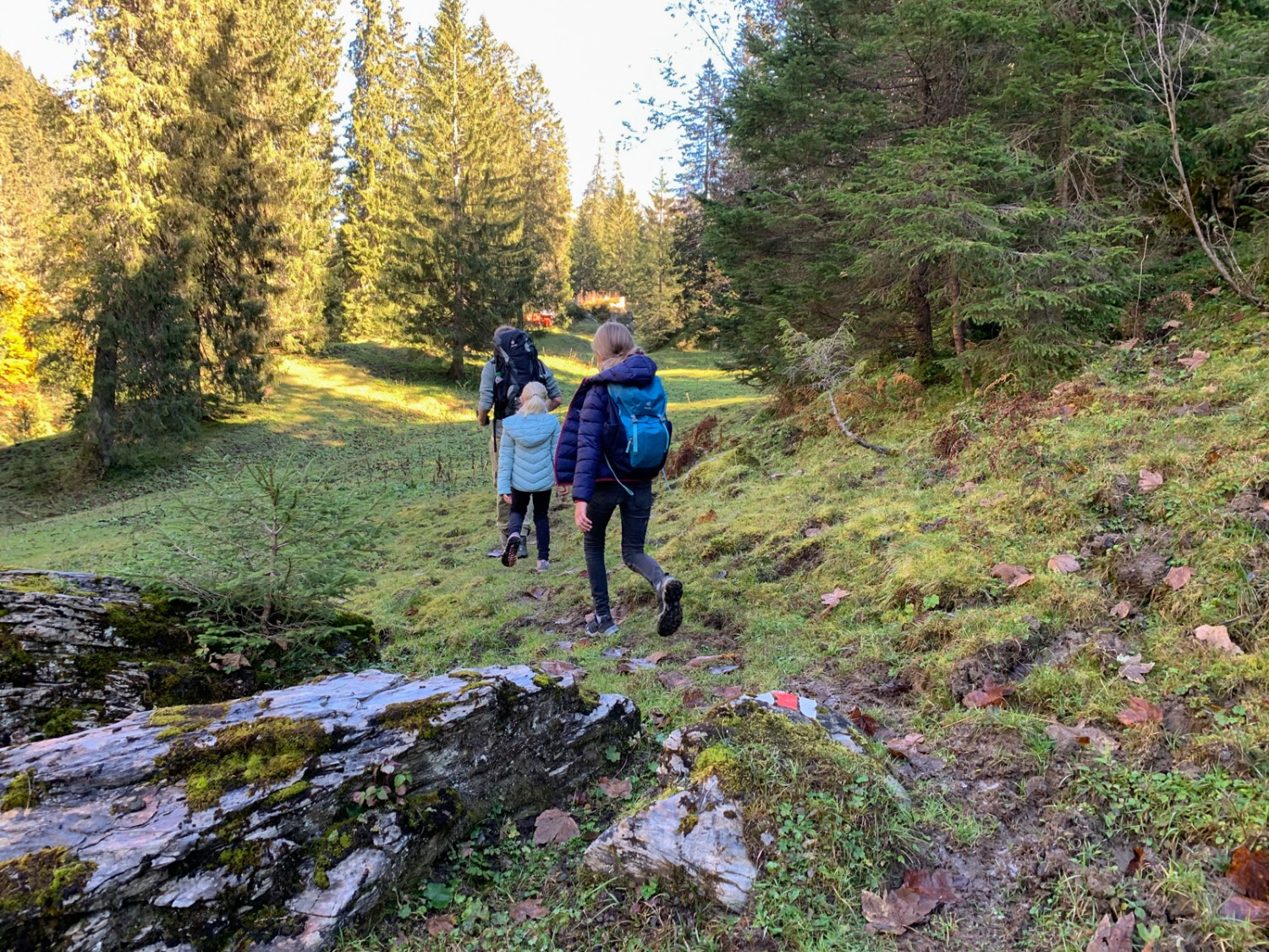 Durch den grün überwachsenen Boden wähnt man sich fast wie in einem Märchenwald. Bild: Monika Leuenberger