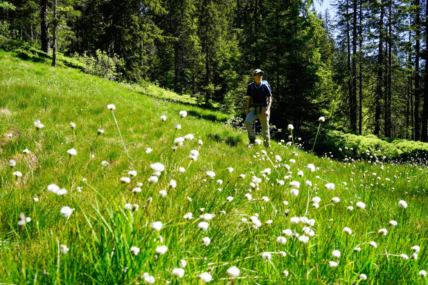 Ein typisches Bild von dieser Wanderung: Moorfläche mit Wollgras zwischen den Fichtenwäldern. Bild: Fredy Joss