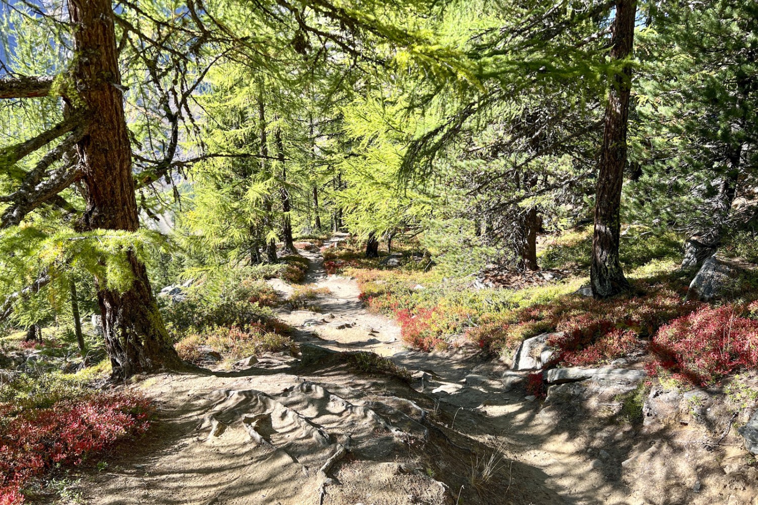 La balade se termine entre les mélèzes. Photo: Pascal Bourquin