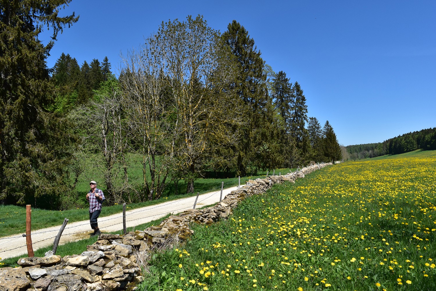 Friedlicher Gang entlang den für den Jura typischen Trockenmauern. Bilder: Nathalie Stöckli