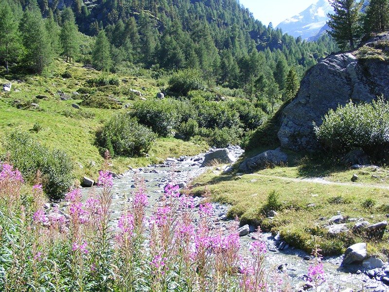 Die Turtmänna führt Wandernden durchs Turtmanntal.