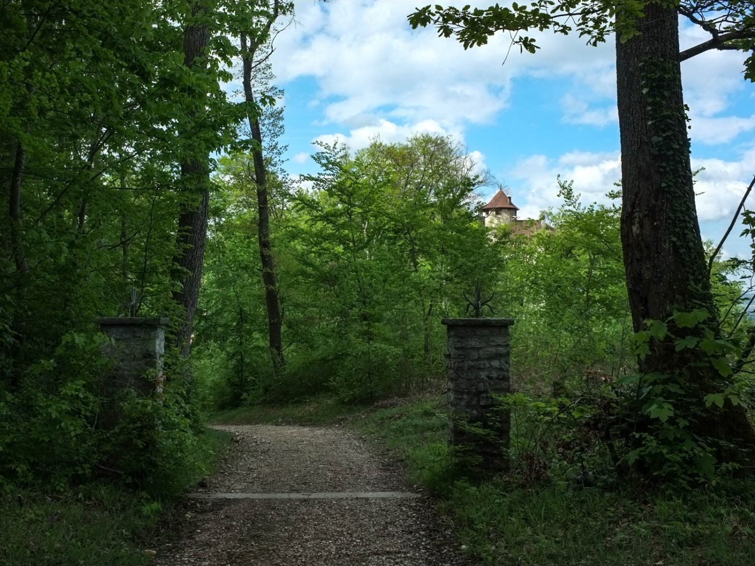 Die Burg Reichenstein liegt tief im Wald versteckt. Bild: Claudia Peter
