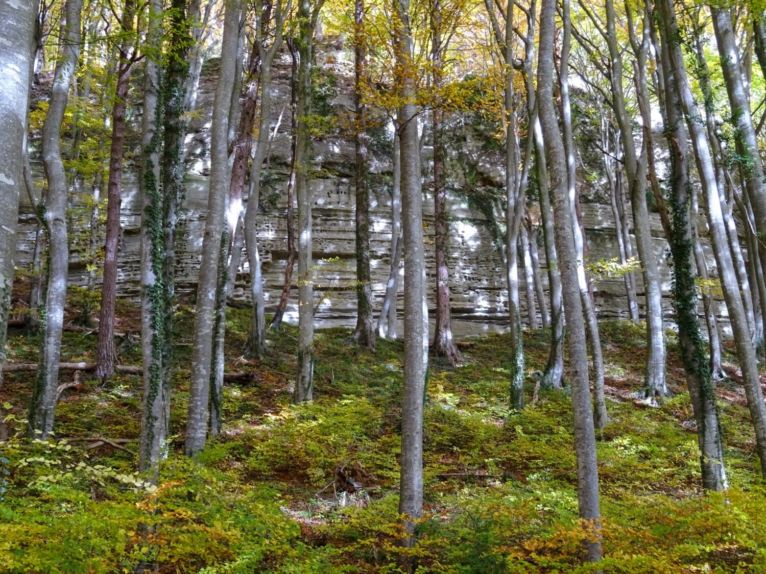 Falaises de grès dans la forêt surplombant Gelterfingen