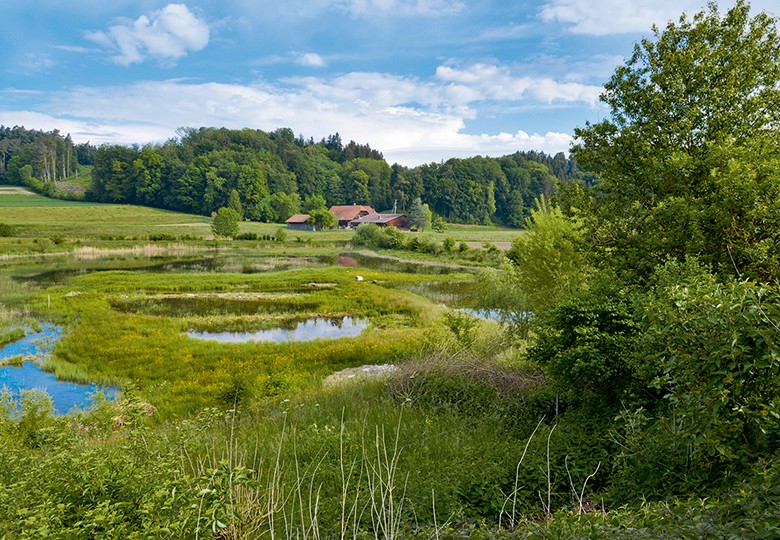 Ein Paradies für Tiere: das Naturschutzgebiet Auried bei Laupen.