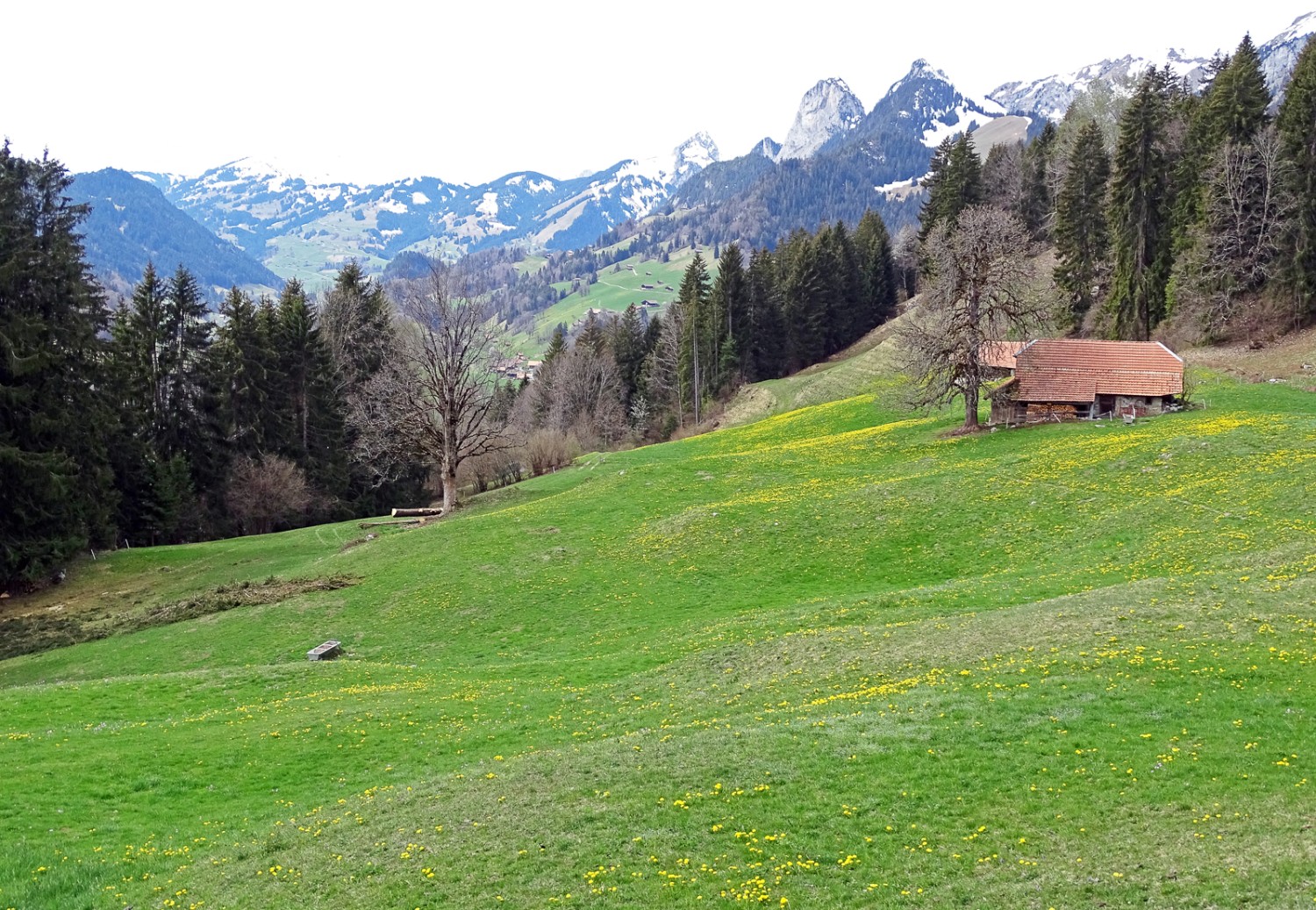In primavera i pascoli nella valle della Simme sono già verdi, mentre più in alto c’è ancora la neve. Foto: Daniela Rommel