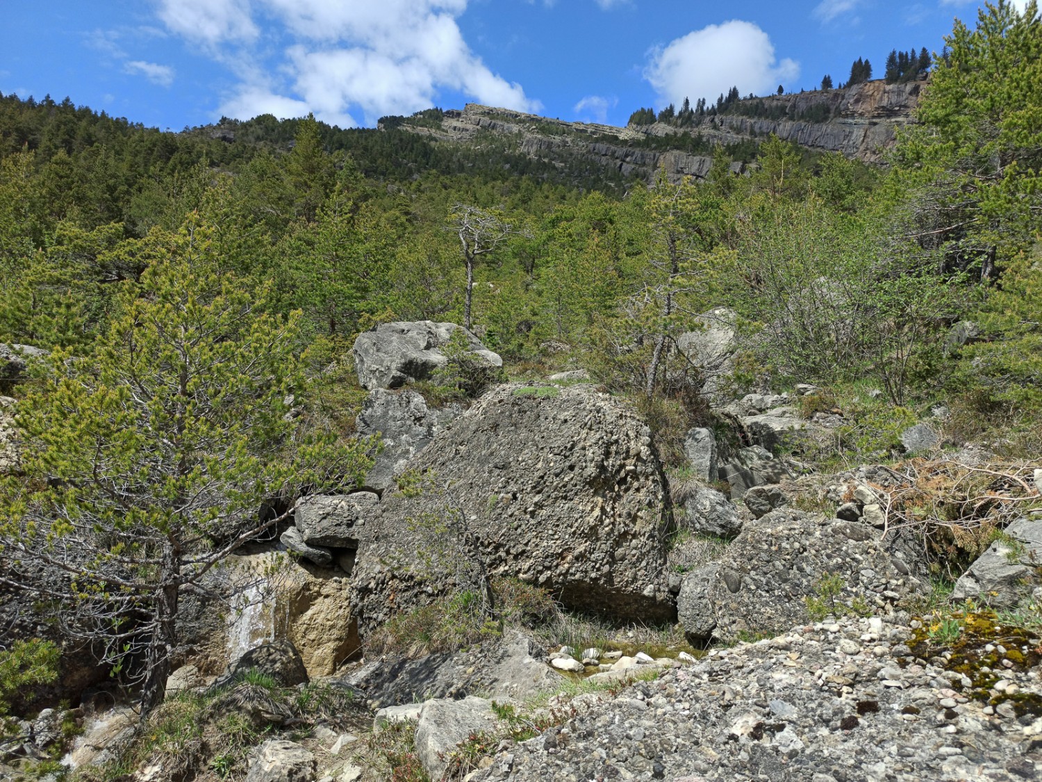 Una giovane foresta vergine. Il bosco presenta un diverso livello evolutivo a seconda dell’altitudine e dell’esposizione.