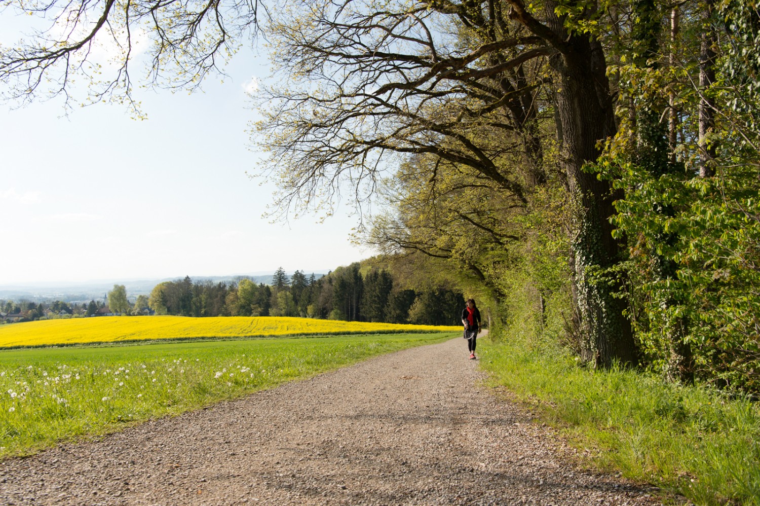 Waldrand bei Waldegg. Bild: Raja Läubli