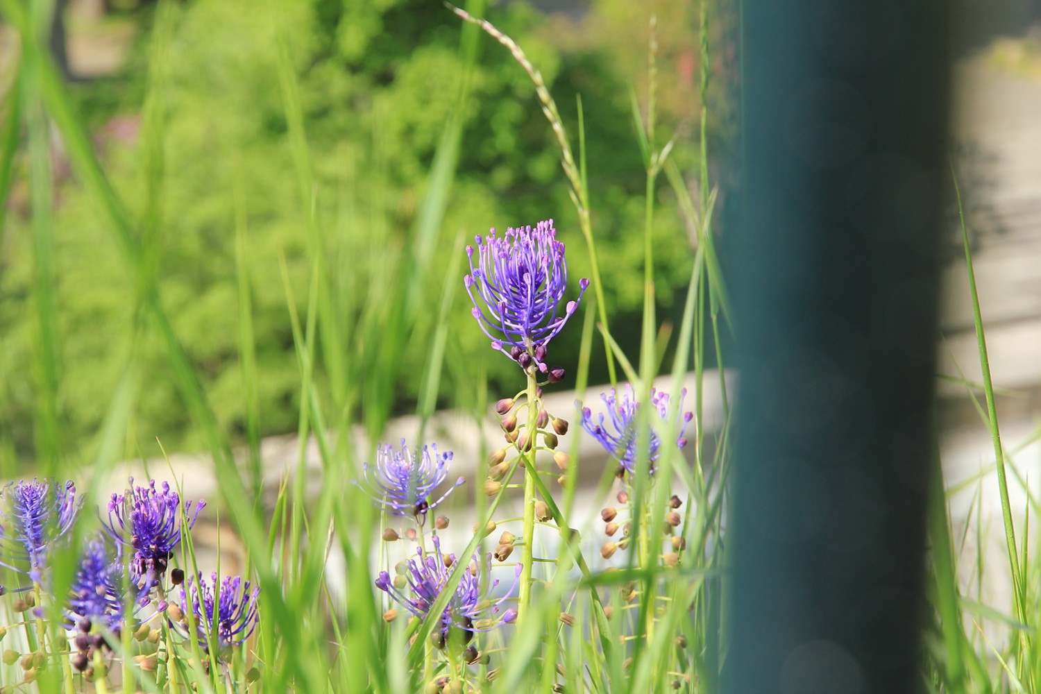 Im Parc des Bastions wurde der erste
Jardin botanique eingerichtet. Bild: Elsbeth Flüeler