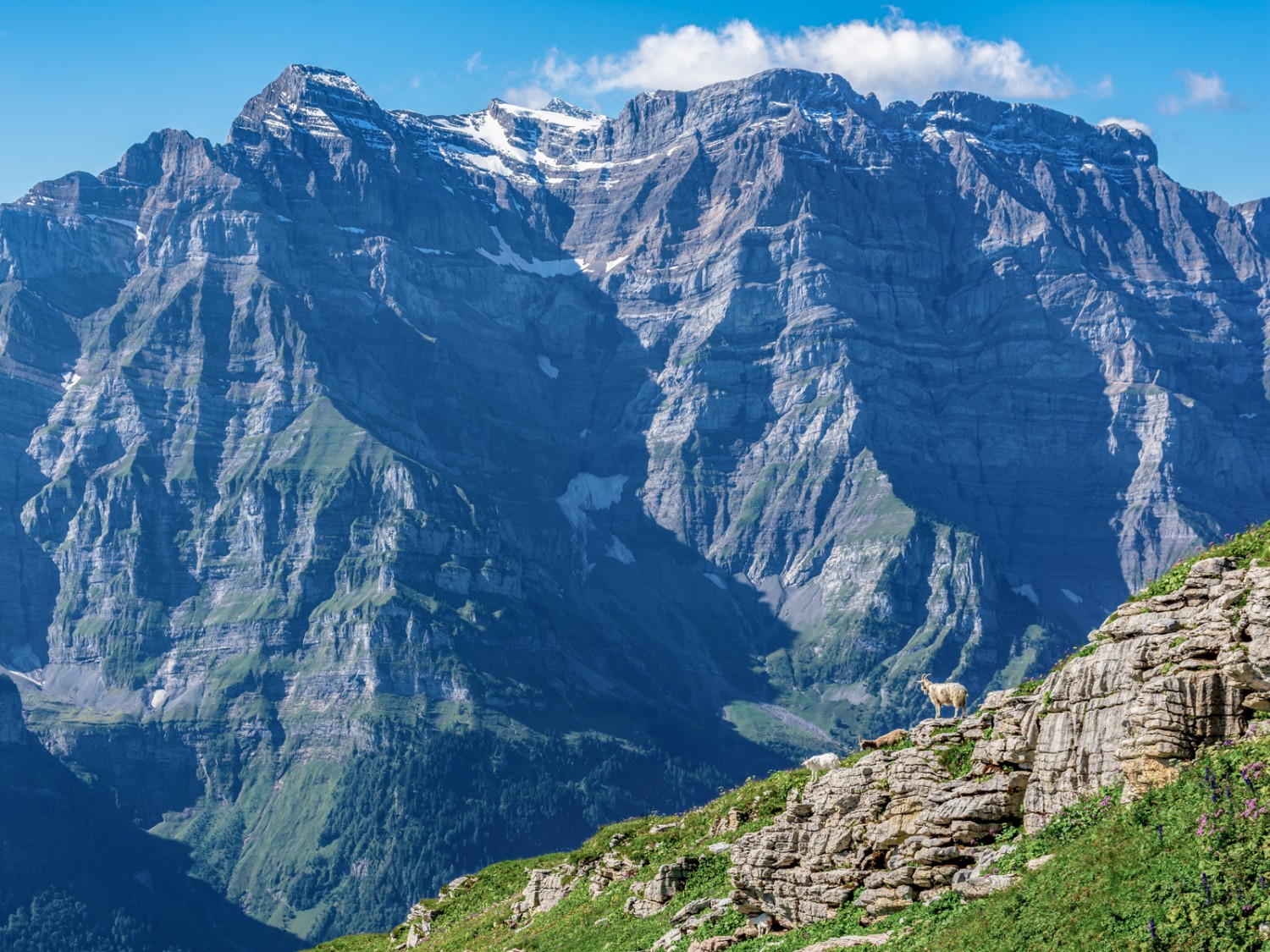 Blick vom Wiggis in die Nordflanke des Glärnisch. Bild: Franz Ulrich