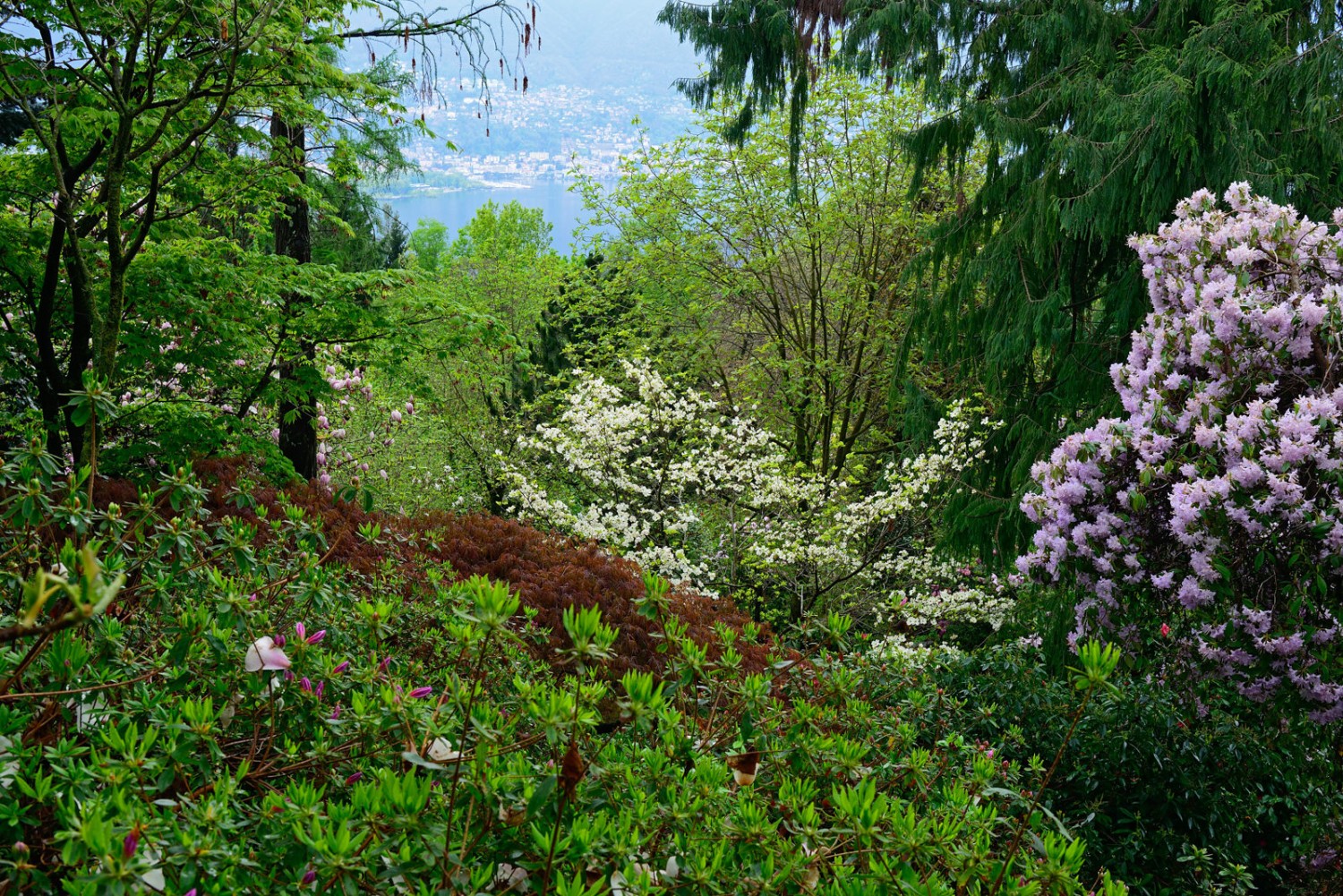 Der Parco botanico verfügt über eine weltweit bekannte Magnoliensammlung. Foto: natur-welten.ch