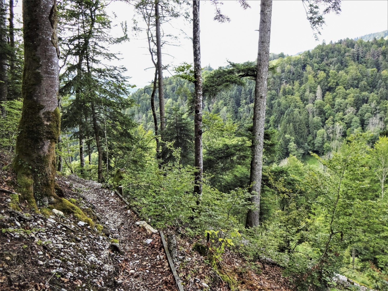 Der von Freiwilligen von Jura Rando gepflegte Pfad verläuft einem Felsvorsprung entlang hinunter zum Doubs. Bild: Miroslaw Halaba