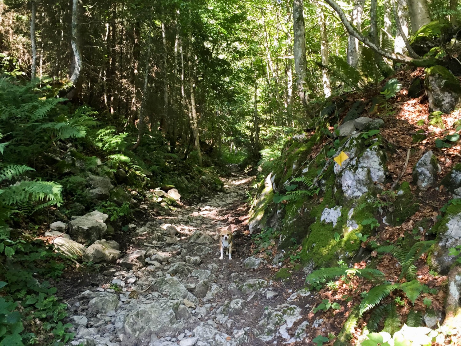 Der Wald bringt willkommene Kühlung. Bild: Vera In-Albon