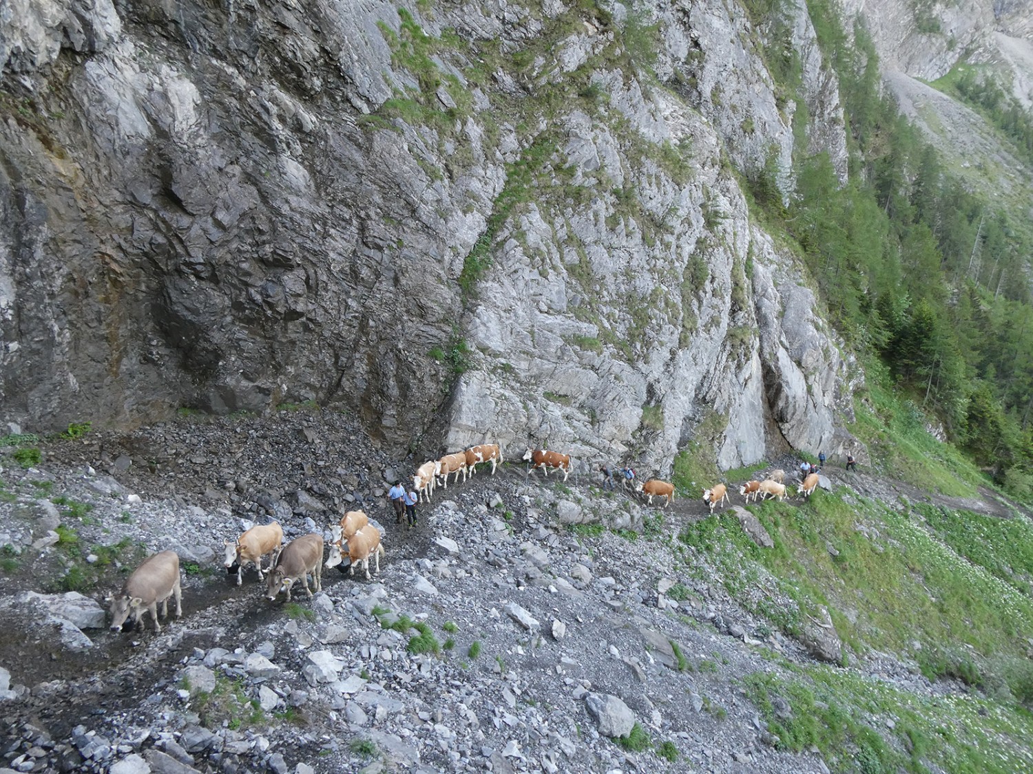 Zweimal im Jahr teilen die Wandernden ihren Weg mit den Kühen. Bilder: Rémy Kappeler