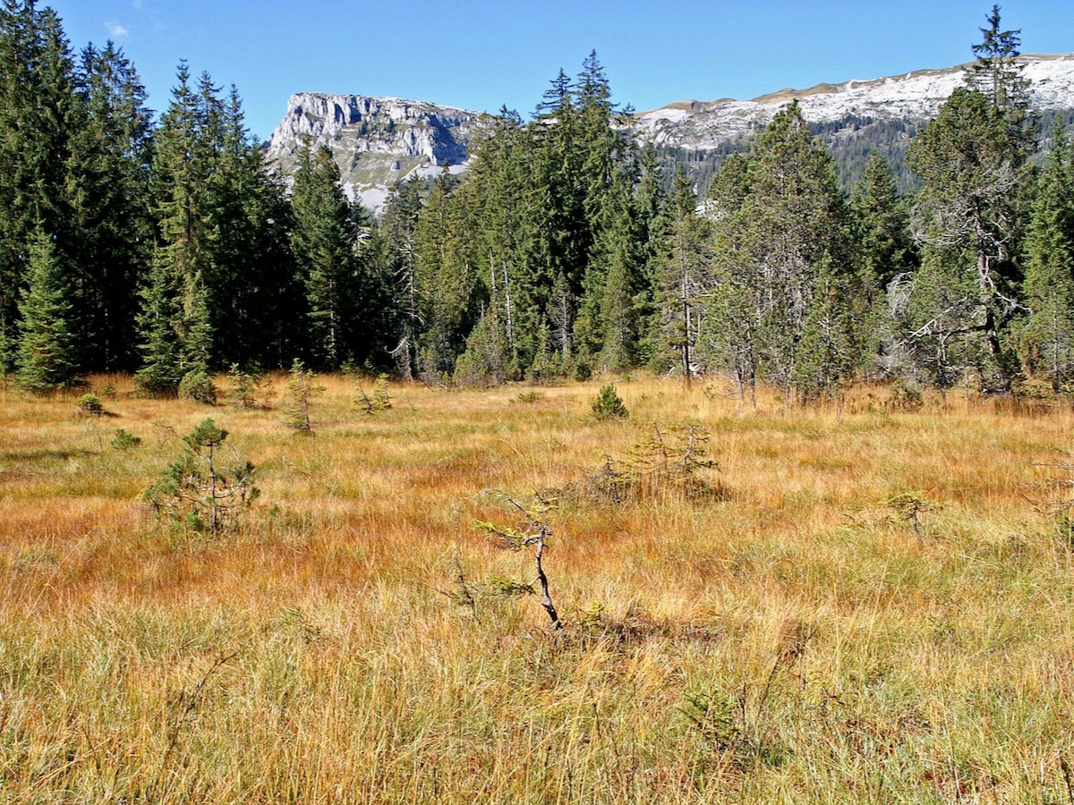 Hochmoor Salwideli, Foto: Franz Portmann, Escholzmatt