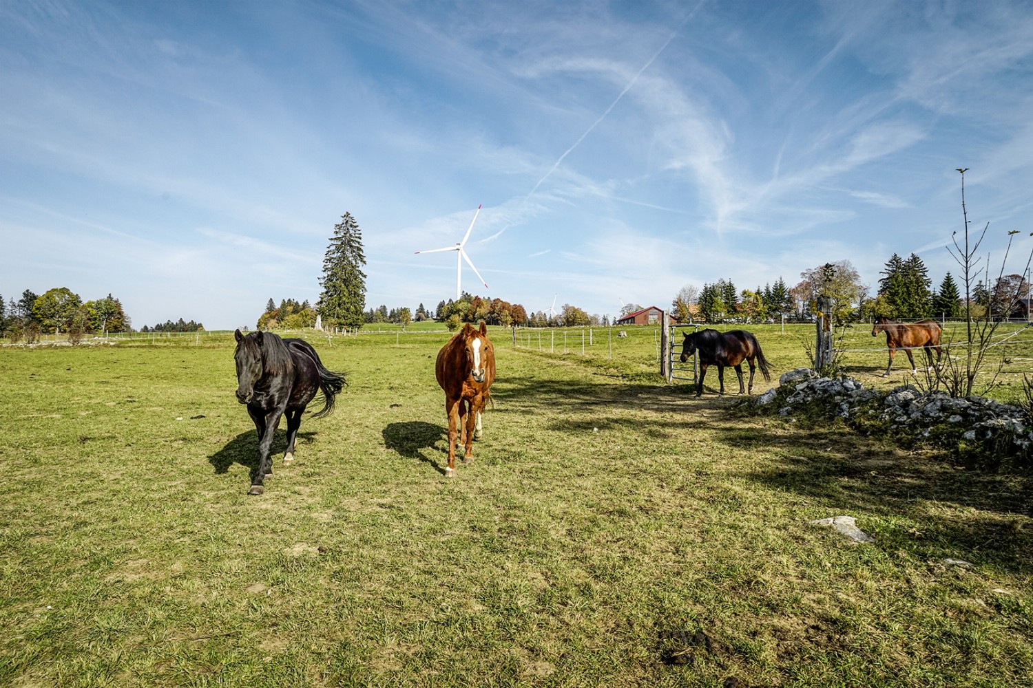 Neugierige Pferde auf Weiden von L’Assesseur. Bilder: Fredy Joss