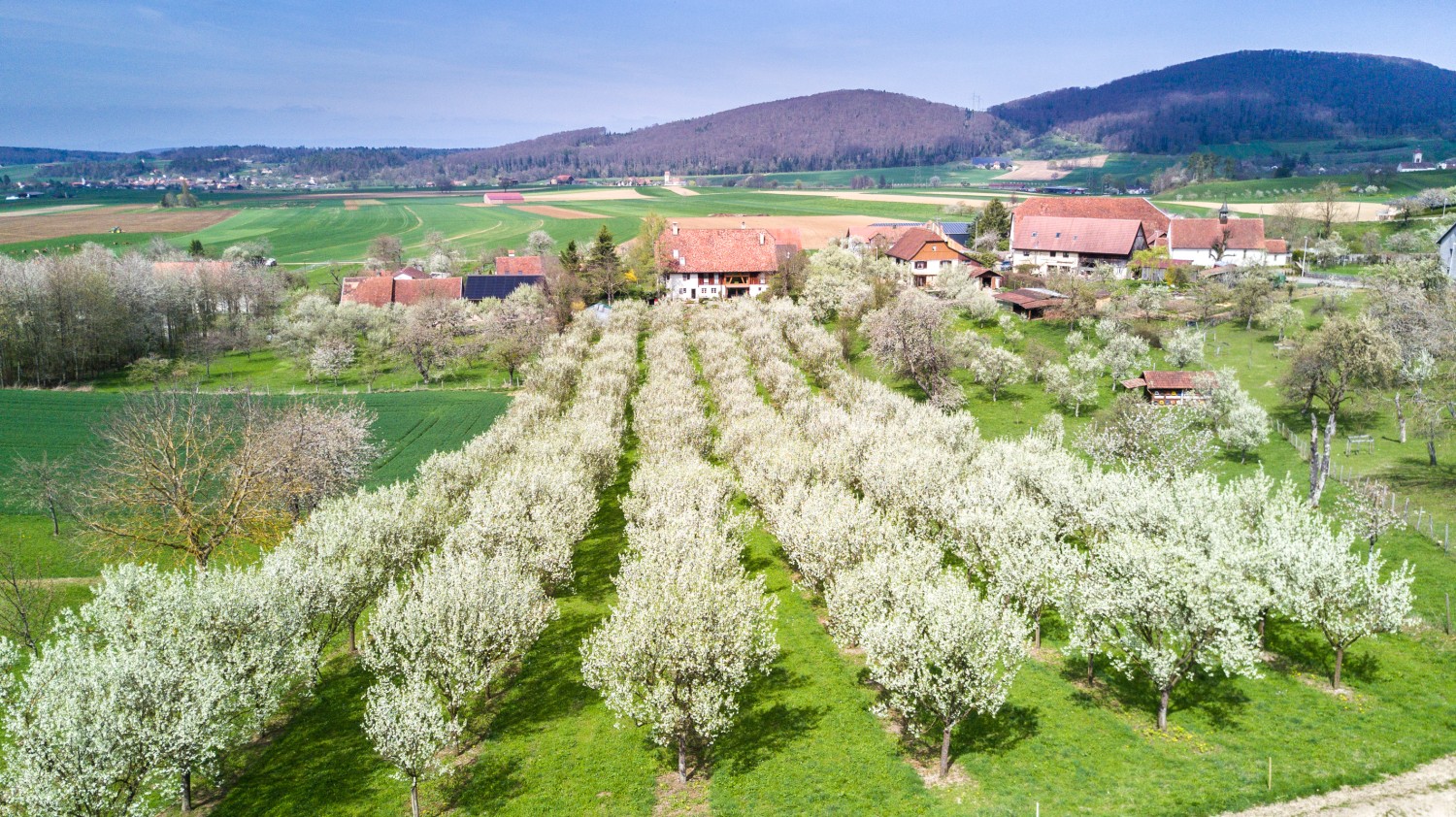 En bordure du village de Fregiécourt sont plantés deux des quatre vergers de damassiniers d’Alain Perret et Daniel Fleury, les plus grands producteurs de la région. Photo: màd