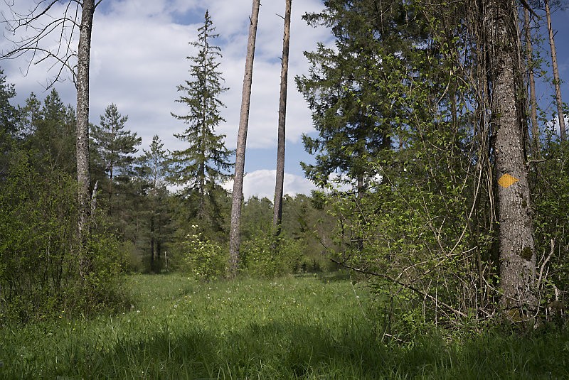 Ehemalige Waldweiden innerhalb der Aue werden
heute gemäht. Bilder: Severin Nowacki