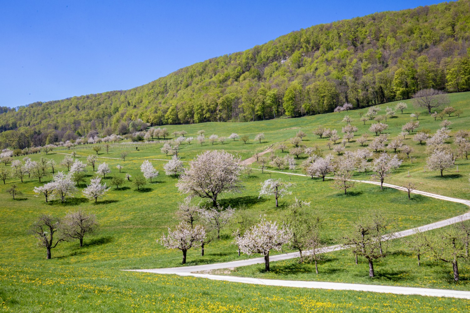 Vor Büren SO wechselt das Landschaftsbild. Blühende Kirschbäume prägen die Szene. Bild: Daniel Fleuti