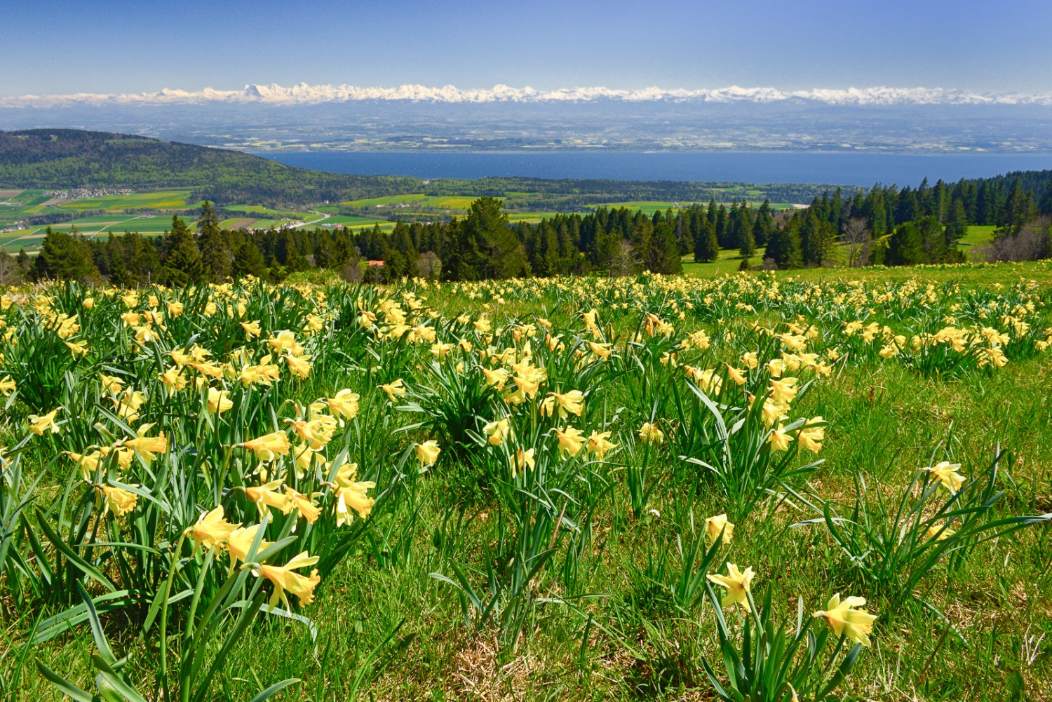 La vista dal Giura primaverile sulla catena alpina ancora incappucciata di neve è splendida nel mese di maggio. Foto: natur-welten.ch