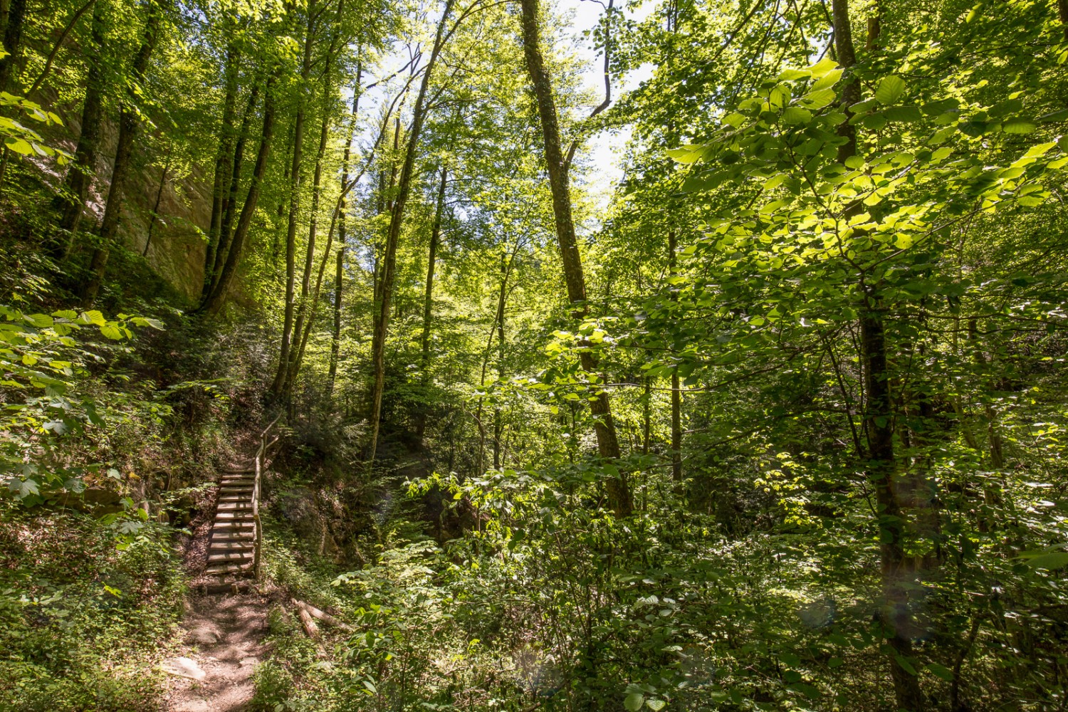 Den Abschluss der Wanderung hinunter nach Lüchingen bildet das Mültobel. Bild: Daniel Fleuti 