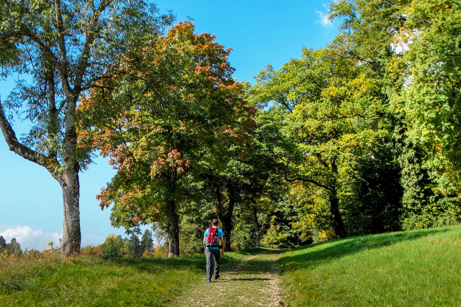 Prima del Château de Domont il sentiero conduce per la prima volta nel bosco. Foto: Daniela Rommel