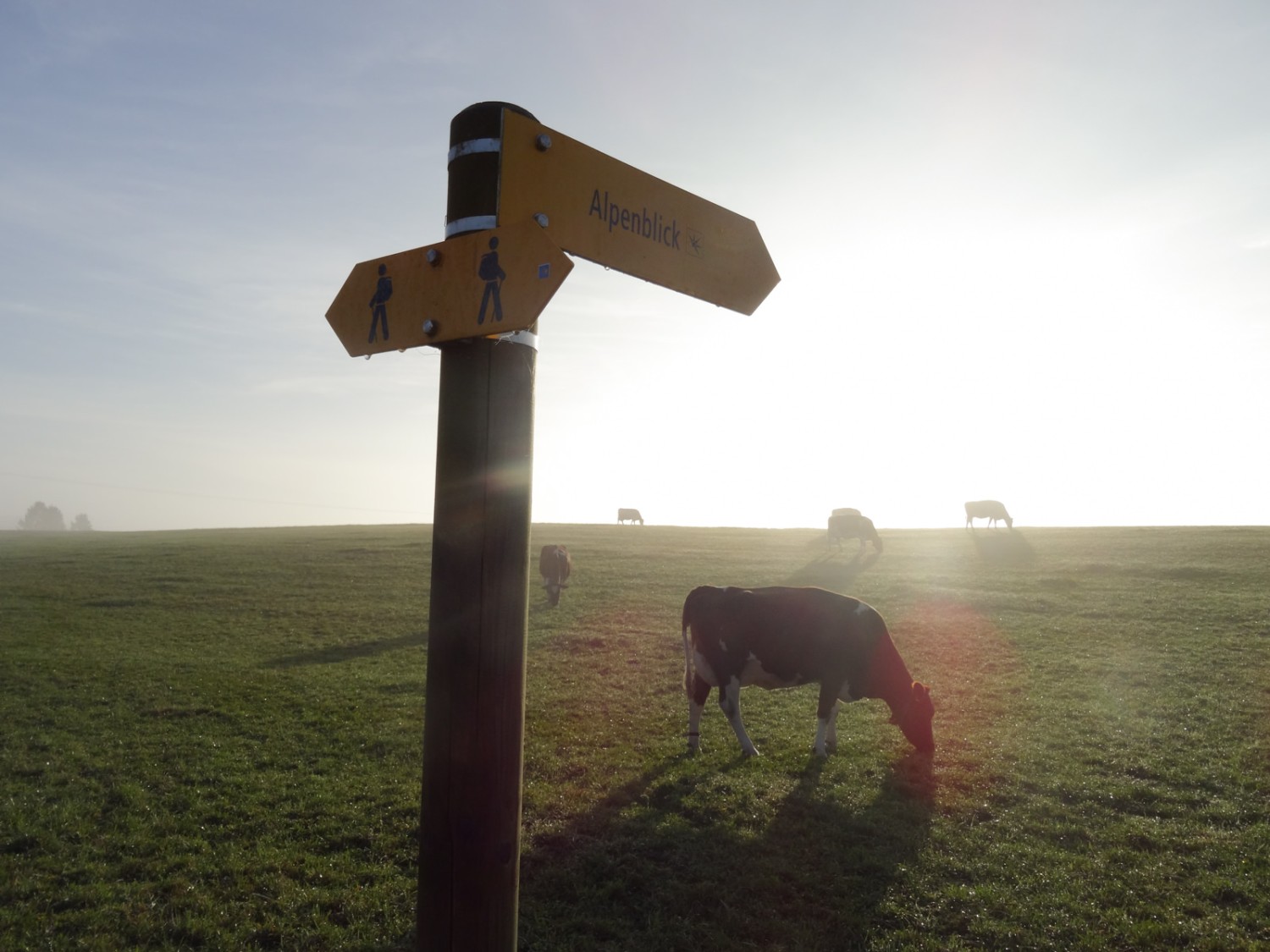 Ob die Kühe an nebelfreien Tagen auch die Aussicht geniessen? 