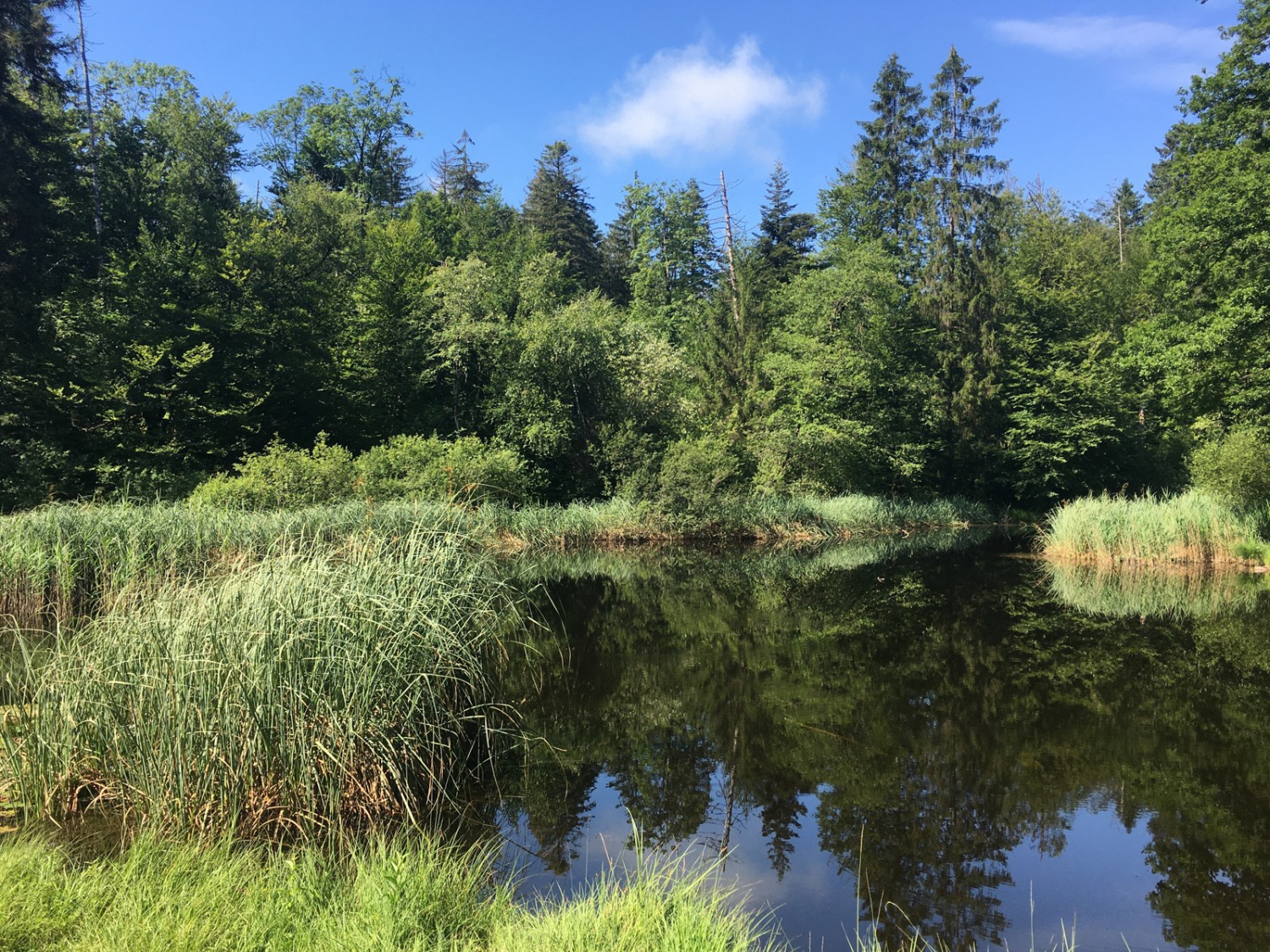 Absolute Ruhe: Die Bäume spiegeln sich im ruhigen Wasser des Gerzensees. Bild: Jürg Steiner