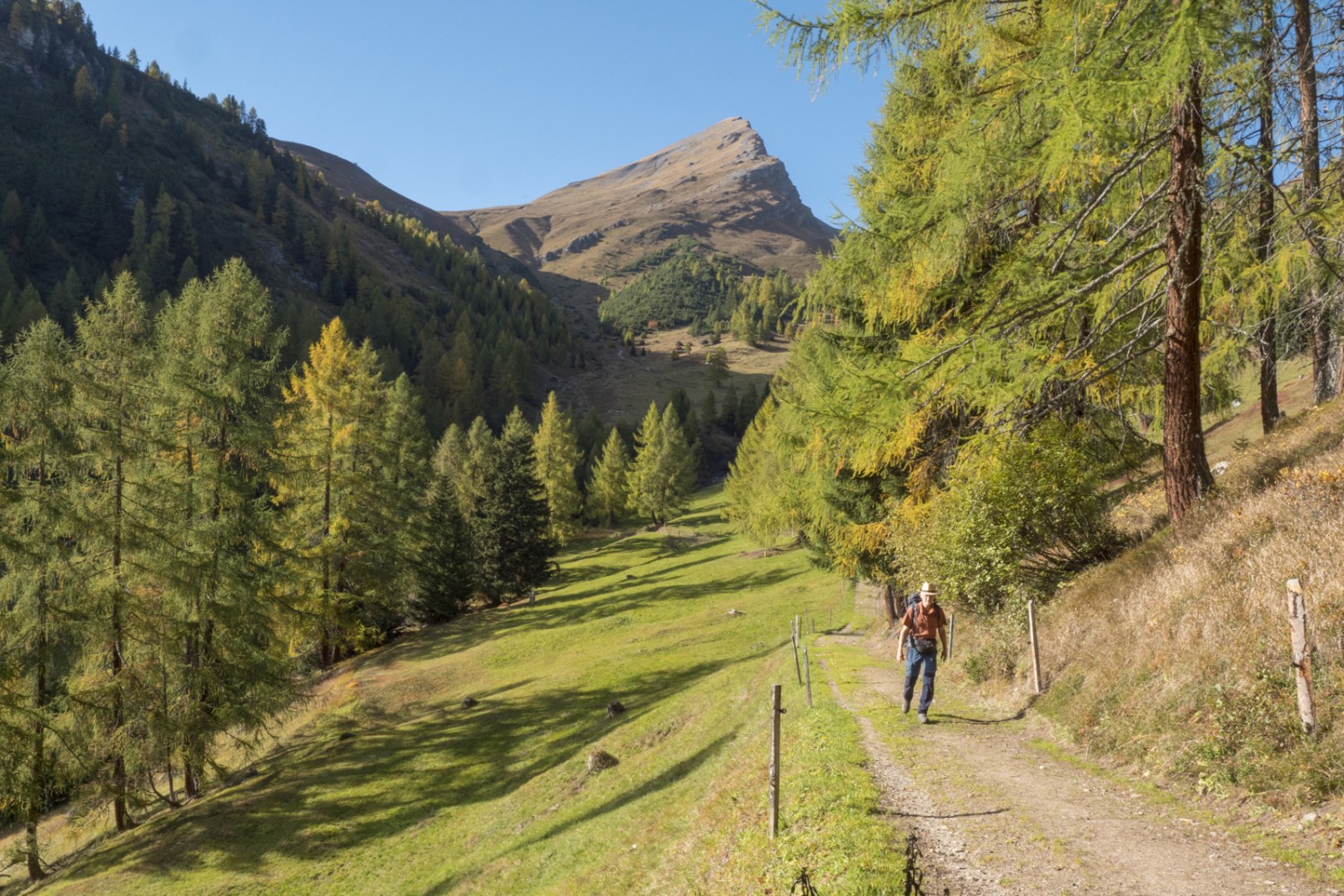 Im Lärchenwald bei der Wiesner Alp, hinten der Tiaun.