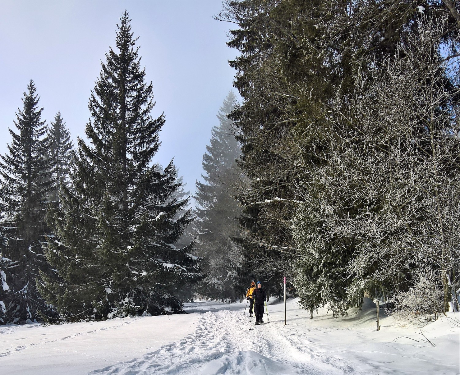 Einsame Waldpassage unweit der Bergstation Mont-Soleil. Bild: Andreas Staeger