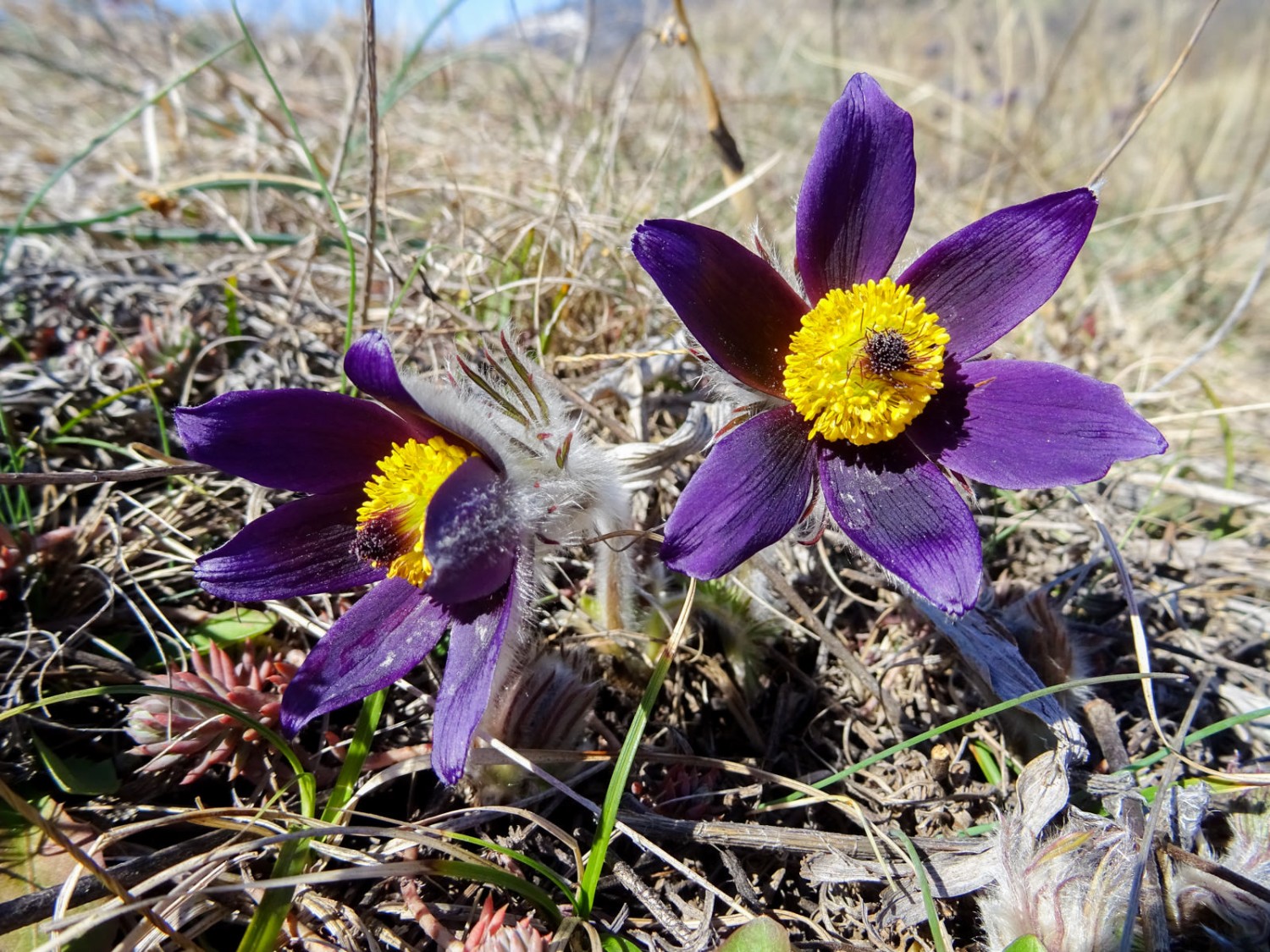 An den trockenen Hängen blüht im Frühling die attraktive Berg-Anemone (Pulsatilla montana). Foto: Sabine Joss