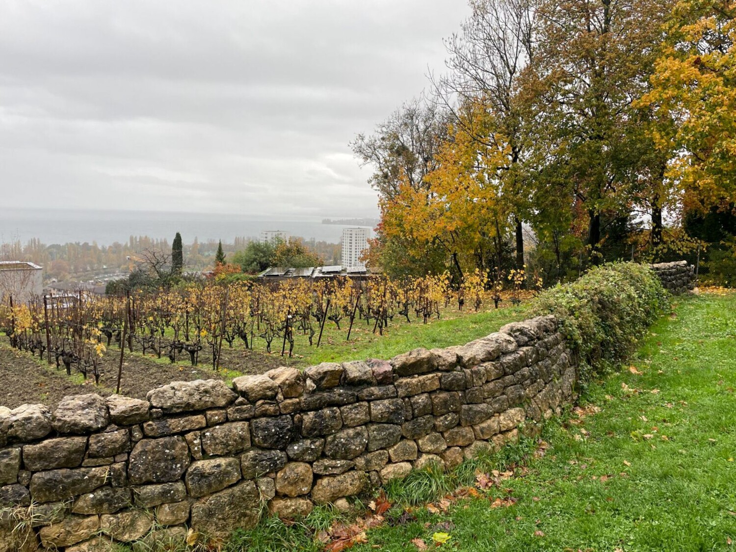 Der Languedoc-Hügel ist ein kleiner städtischer Weinberg mitten in Lausanne.