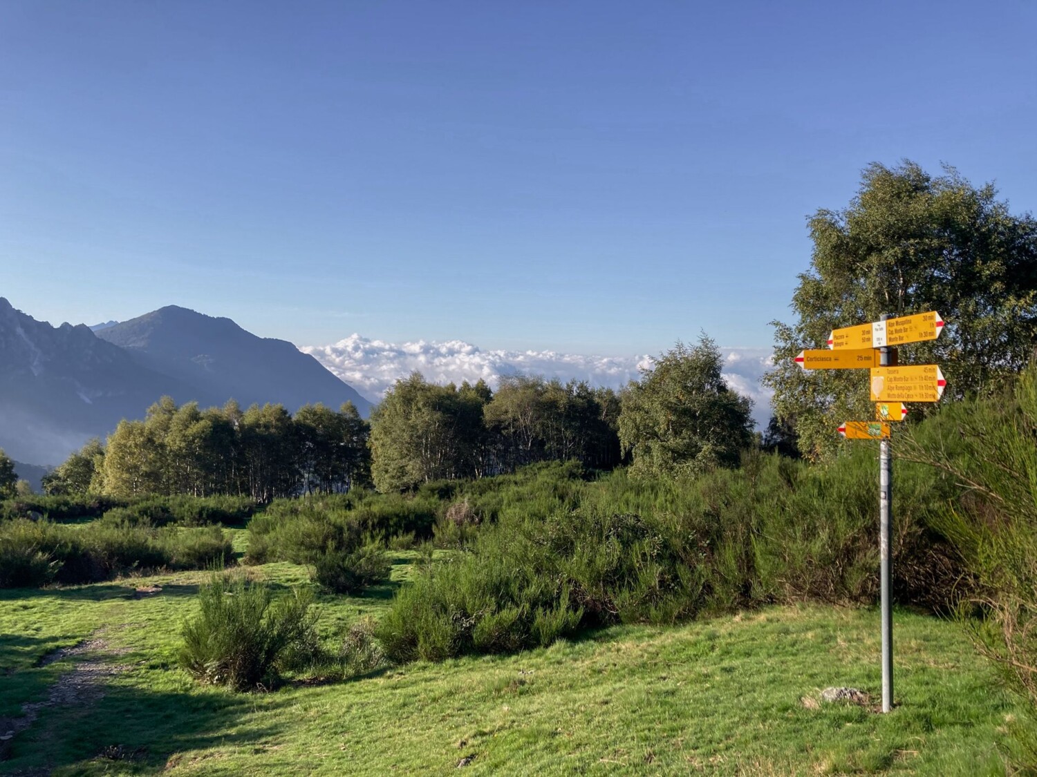 Le chemin de randonnée longe de hauts buissons de genêts.