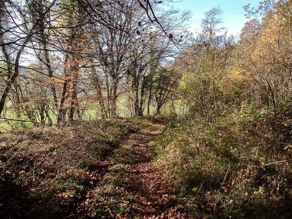 Die Route führt hier und da in den Wald hinein. Foto: Miroslaw Halaba