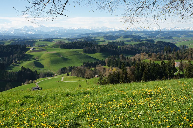 Blick von der Lueg über die Emmentaler Hügellandschaft auf die Alpen.