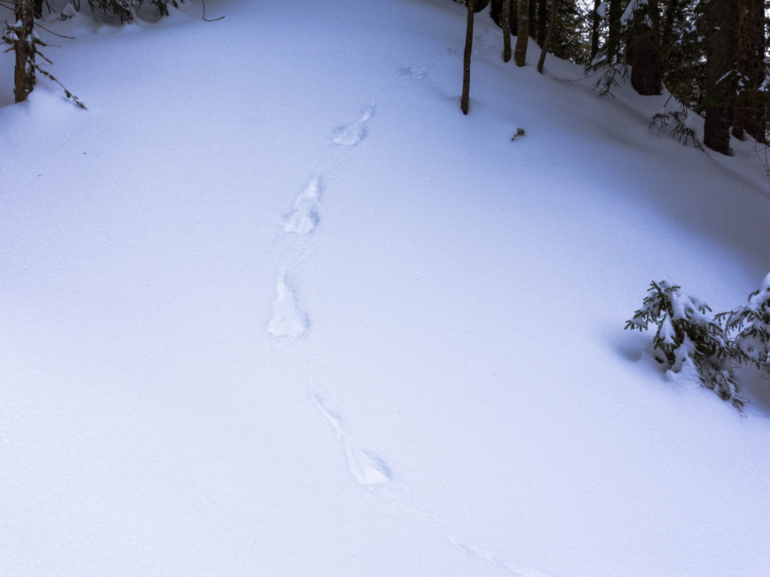 Auch Tiere hinterlassen ihre Spuren im Schnee. Bild: Franz Ulrich